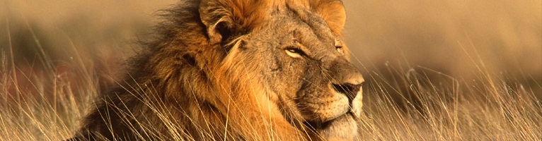 Aluguel de carros Nairobi, Kenya